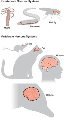 Bridging complexity through integrative systems neuroscience